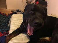 Derek Paquette - Rottweiler Stud