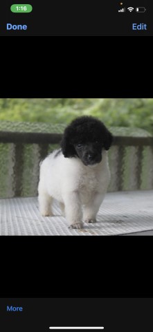 Poodle Standard Stud 29318