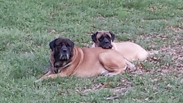 Lionsdden Mastiffs