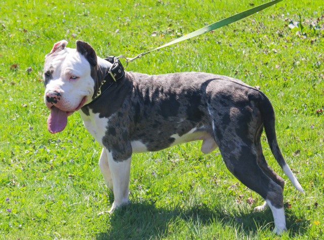 American Pit Bull Terrier Stud 30244