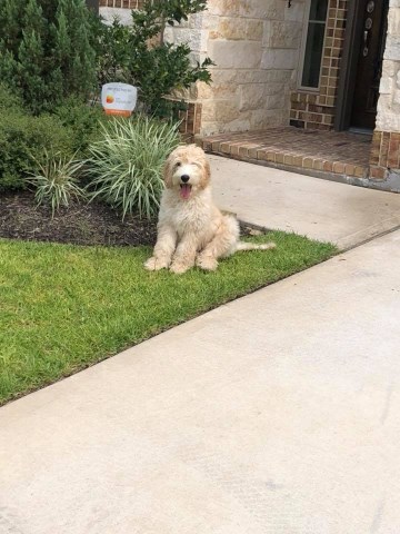 Goldendoodle Stud 26409
