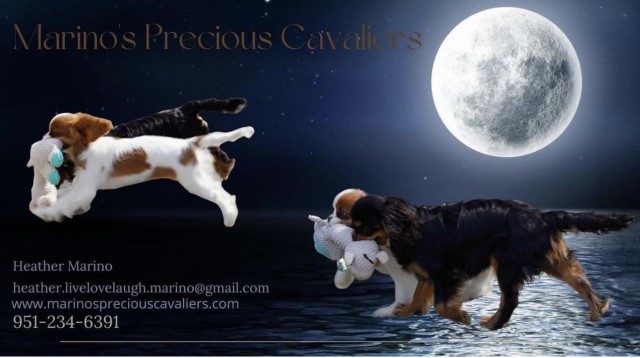 Marino's Precious Cavaliers