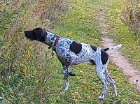 Sean Whaley - German Shorthaired Pointer Stud