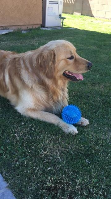 Simba