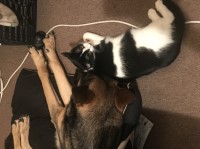 Canesha  A./Mike D. - German Shepherd Dog Stud