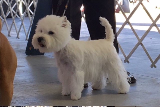 Strawberry River Westies