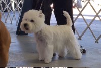 West Highland White Terrier thumbnail