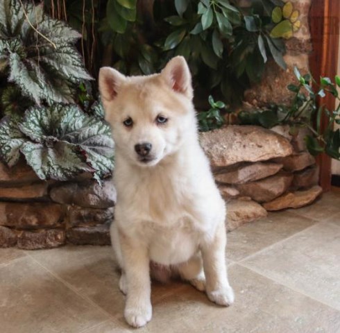 Poshy Pomsky Pups