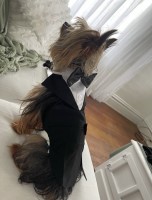 Dianne Marin - Yorkshire Terrier Stud