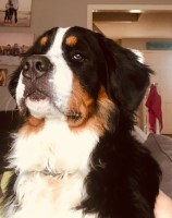 Kathryn Gorney - Bernese Mountain Dog Stud