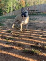 Cindy s - French Bulldog Stud