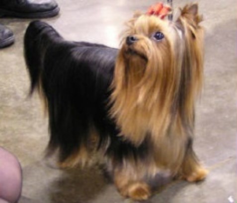 Yorkshire Terrier Breeder 26095