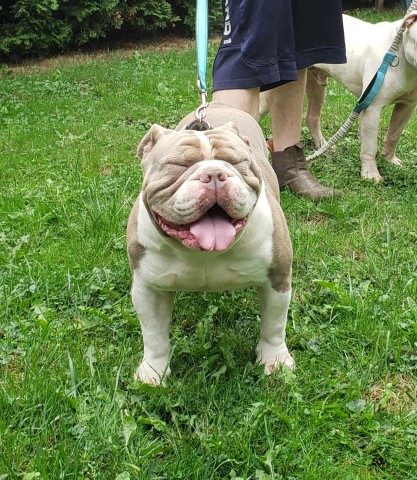 English Bulldog Stud 29857