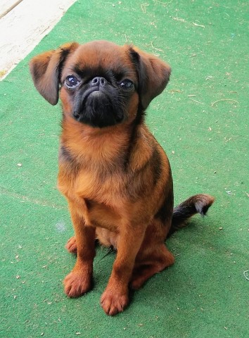 Brussels Griffon Breeder 29725