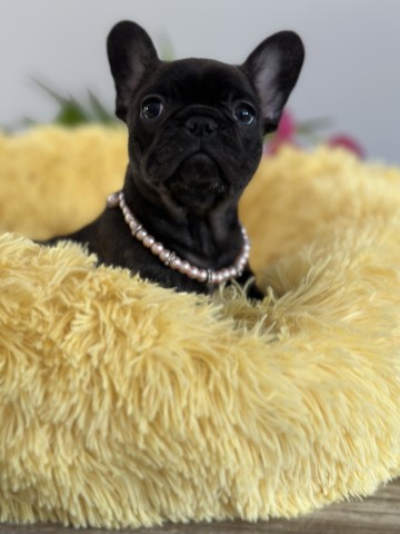 French Bulldog Breeder 31180