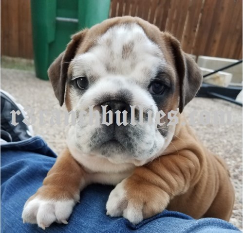 English Bulldog Breeder 25835