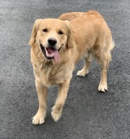 Diane Darragh - Golden Retriever Stud