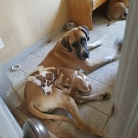 Rachel Hollingsworth - Great Dane Breeder Great Dane breeder