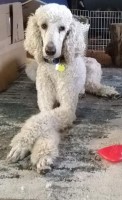 Brandi Holady - Poodle Standard Stud