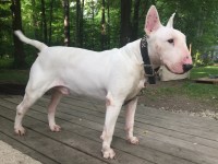 English Toy Terrier thumbnail