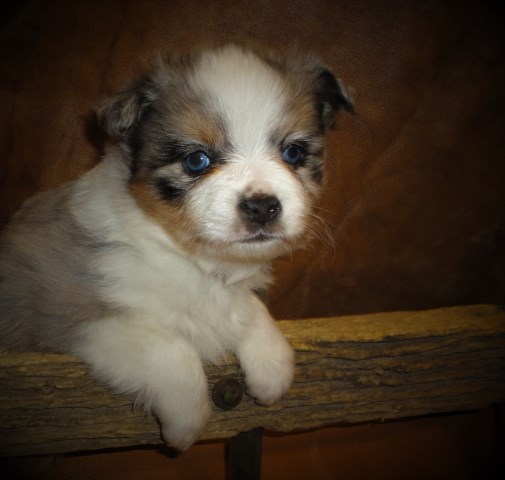 Cowboy Company Mini Aussie