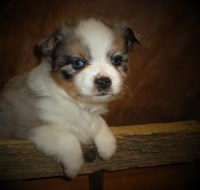 Cowboy Company Mini Aussie Miniature Australian Shepherd breeder