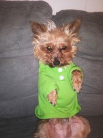 Nadia - Yorkshire Terrier Stud