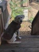 Meghann Dominick - Labrador Retriever Stud