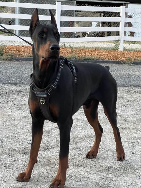 Doberman Pinscher Stud 30577