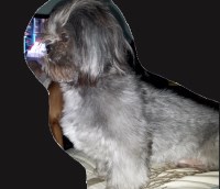 Michael - Shih Tzu Breeder Shih Tzu breeder