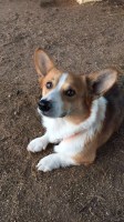 Taylor Phillips - Pembroke Welsh Corgi Stud