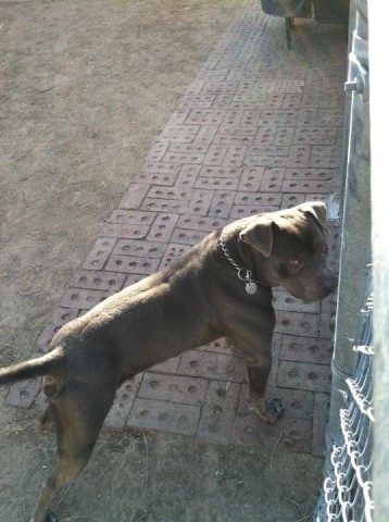 American Pit Bull Terrier Stud 28434
