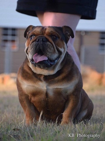 English Bulldog Stud 31107