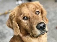 Dennis Nielsen - Golden Retriever Stud