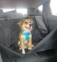 Peter Baugh - Miniature Australian Shepherd Stud