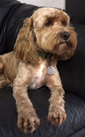 Cockapoo Breeder 25793