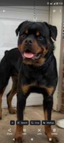 Rottweiler Stud 30262