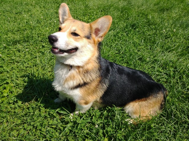 Pembroke Welsh Corgi Stud 29397