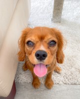 Krisztina Olajos - Cavalier King Charles Spaniel Stud