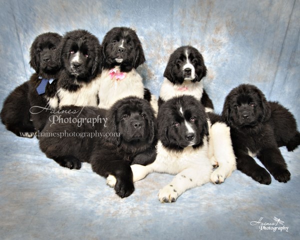 Newfoundland Dog Breeder 27637