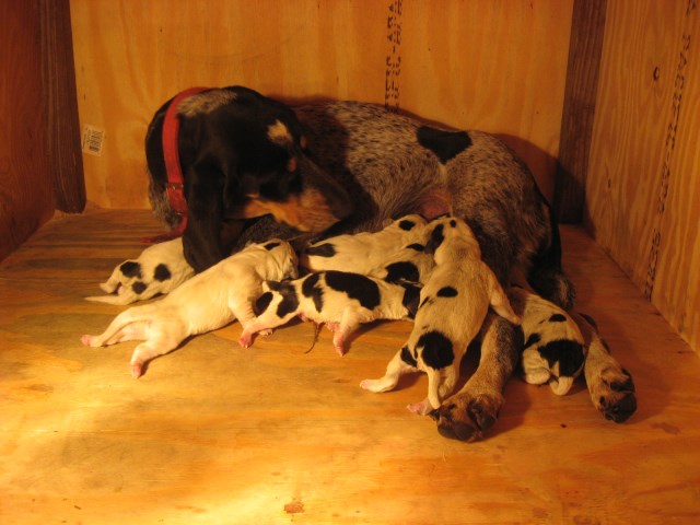 Backwoods Bluetick Kennels