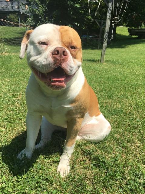 Family American Bulldog