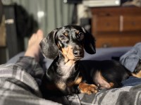 Brody Berryman - Dachshund Stud