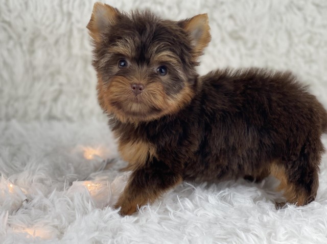 Yorkshire Terrier Stud 31616