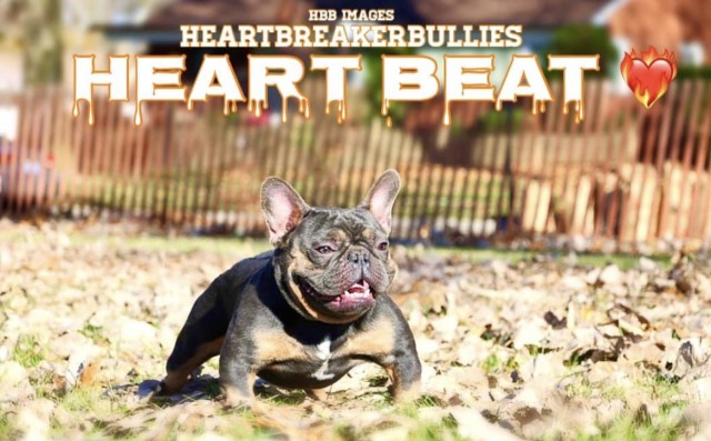 Heartbreakerbullies