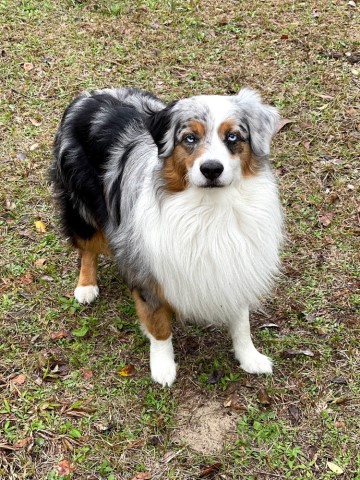 Australian Shepherd Dog Stud 28972