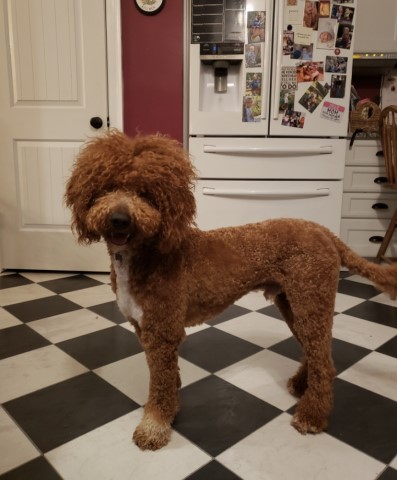 Poodle Standard Stud 30315