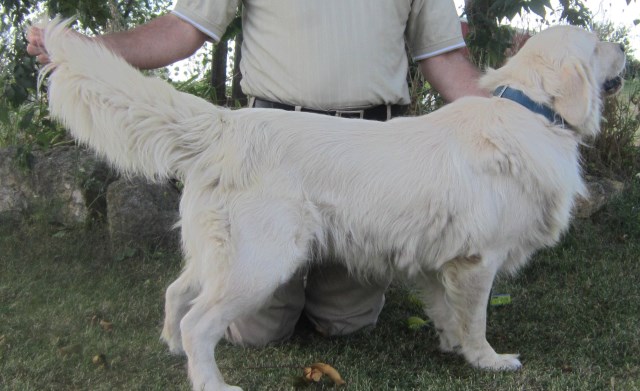 Golden Retriever Breeder 25463