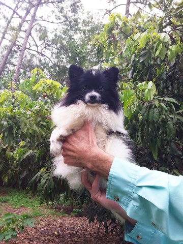 Florida Pomeranian