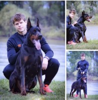 Miles - Doberman Pinscher Stud